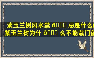 紫玉兰树风水禁 🐟 忌是什么(紫玉兰树为什 🐘 么不能栽门前呢)